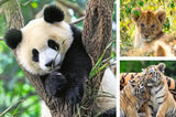 Wildlife 3x49-piece Puzzles