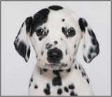 Puppy Torch & Projector