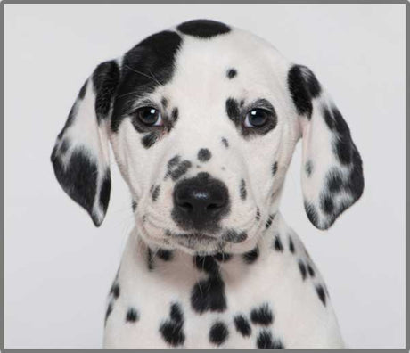Puppy Torch & Projector