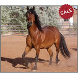 Horse Torch & Projector