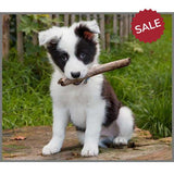 Puppy Torch & Projector