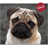 Puppy Torch & Projector