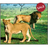 Animal Torch & Projector