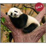 Cute & Cuddly Torch & Projector