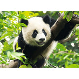 Giant Panda 500 Piece Puzzle