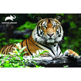 Animal Planet 3D Effect Puzzle - Tiger - McGreevy's Toys Direct
